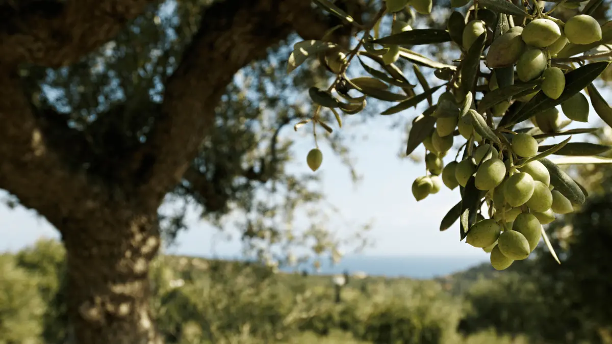 A traditional olive oil press on Zakynthos
